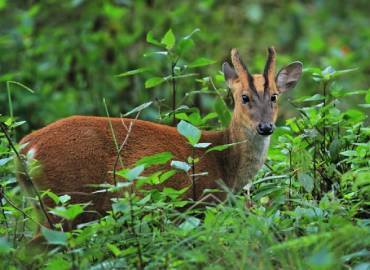Nature Lover Homestay -Sittong Homestay